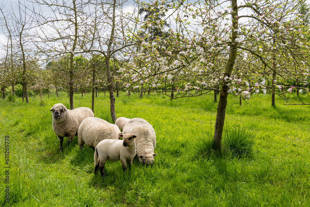 Fototapeta premium Agroforesterie, élevage de moutons dans un verger de pommiers. Race Shropshire, adaptée au pâturage des vergers qui ne s'attaque pas aux écorces des arbres