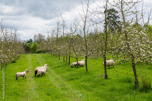 Agroforesterie, élevage de moutons dans un verger de pommiers. Race Shropshire, adaptée au pâturage des vergers qui ne s'attaque pas aux écorces des arbres photo