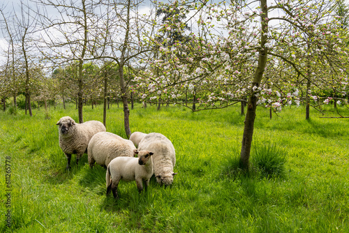Agroforesterie, élevage de moutons dans un verger de pommiers. Race Shropshire, adaptée au pâturage des vergers qui ne s'attaque pas aux écorces des arbres