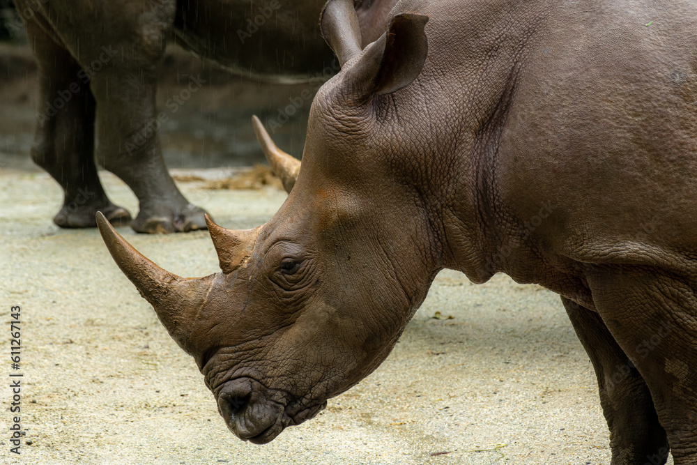 White rhino or square-lipped rhinoceros, Ceratotherium simum. Big male White rhino or square-lipped rhinoceros, Ceratotherium simum. Big male
