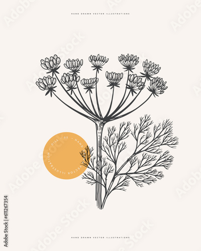 Dill inflorescence. Hand-drawn spicy herb for cooking. The concept of organic food. Vector illustration on a light background isolated.