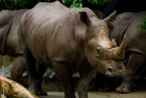 Powerful rhinoceros stands in the corral in the zoo in Singapore. Behind it there are other resting rhinos