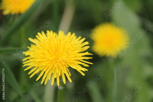 Yellow dandelion flowers in the grass  spring blooming dandelion in the park  meadow  medicinal herb  meadow with dandelions on a sunny day.