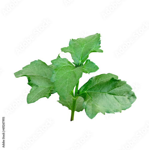 green leaves of a plant, Green Basil leaves on transparent PNG background isolated 