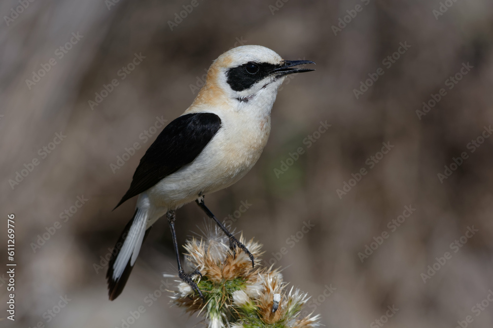 Male Black-eared Wheatear (Oenanthe hispanica) Male Black-eared Wheatear (Oenanthe hispanica)