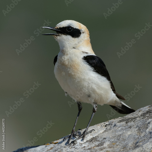 Male Black-eared Wheatear (Oenanthe hispanica) resting on a rock