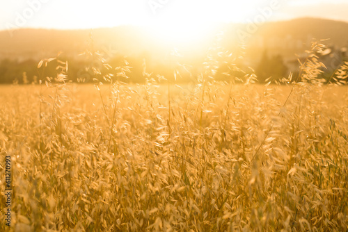 Oats in a field at sunset