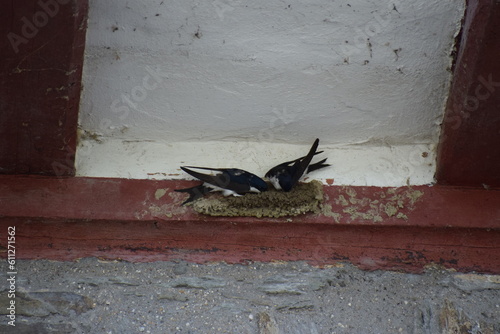 Swallow building a Nest photo