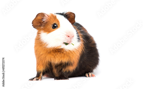 guinea pig eating grass on a white background