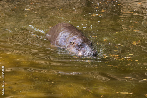 Choeropsis liberiensis - Liberian hippopotamus bathing in pond water.