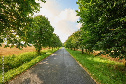 Asphalt road, trees and path in the countryside for travel, agriculture or natural environment. Landscape of plant growth, greenery or farmland highway and tree row down street in the nature outdoors