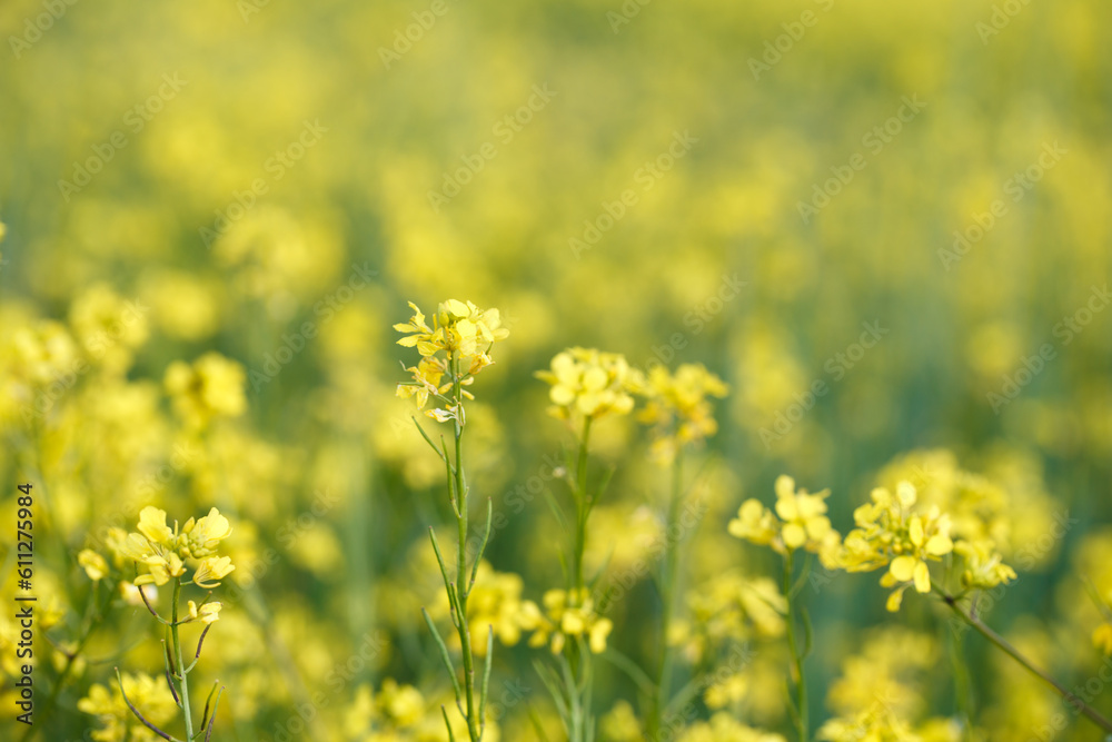 Background of yellow rapeseed or canola flowers. Canola field, blooming canola flowers close-up. Bright yellow rapeseed oil. blooming rapeseed