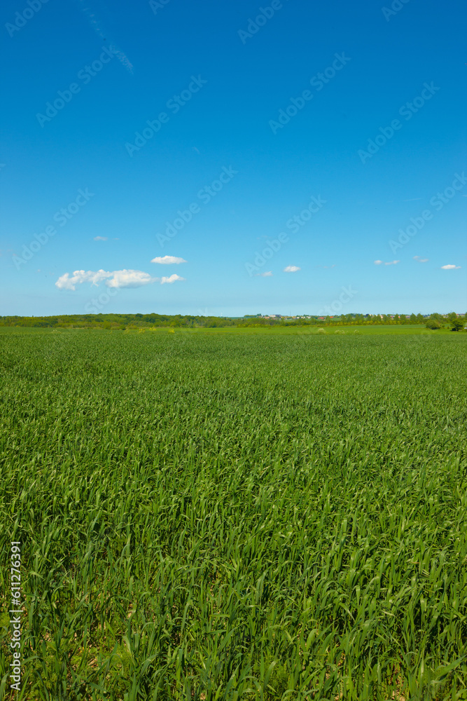 Nature, grass and field in countryside, blue sky and outdoor mockup space. Plants, lawn and natural land in spring on farm with vegetation, clouds and landscape in sustainable environment in Norway.