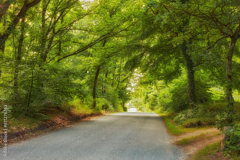 Obraz premium Road, path and rain forest in the countryside for travel, agriculture or natural environment. Landscape of plant growth, greenery or asphalt highway with trees for sustainability in nature outdoors