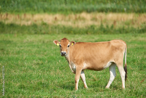 Farm, field and landscape, nature and cattle with environment and agriculture location in Denmark. Fresh air, grass and land with farming destination and cow livestock outdoor with countryside