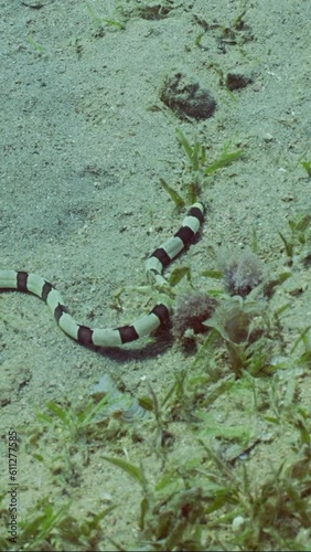 Vertical video, Harlequin Snake Eel (Myrichthys colubrinus) crawls along sandy bottom covered with green sea grass in daytime, Slow motion photo