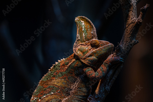 Chameleon Furcifer pardalis Ambolobe 2 years old, Madagascar endemic Panther chameleon in angry state, pure Ambilobe