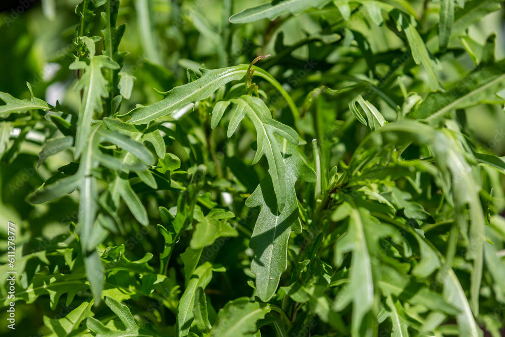 Rocket, also known as arugula, growing in the summer sunshine Rocket, also known as arugula, growing in the summer sunshine