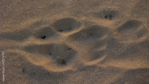 a lion paw print, track, in the sand. photo