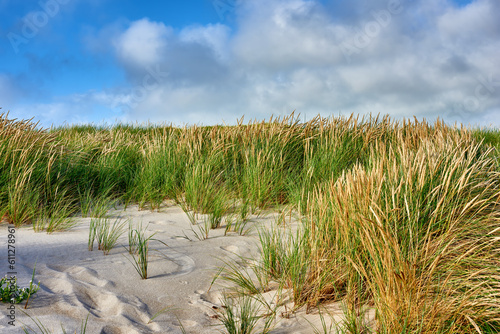 Fototapeta Naklejka Na Ścianę i Meble -  Nature, beach sand and landscape, travel with environment and coastal location in Denmark. Fresh air, grass and land with seaside destination and greenery, outdoor and natural scenery with blue sky