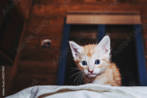 Portrait d'un adorable petit chaton rayé roux tigré aux yeux bleus © PicsArt