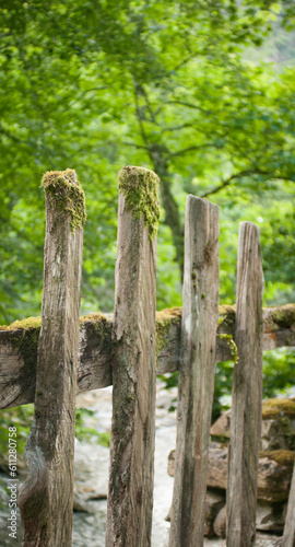 Musgo en tablones de puerta r  stica en bosque