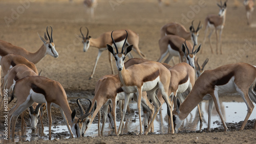 a herd of springbok at the waterhole photo
