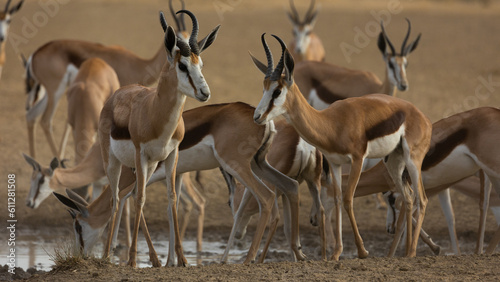 a herd of springbok at the waterhole