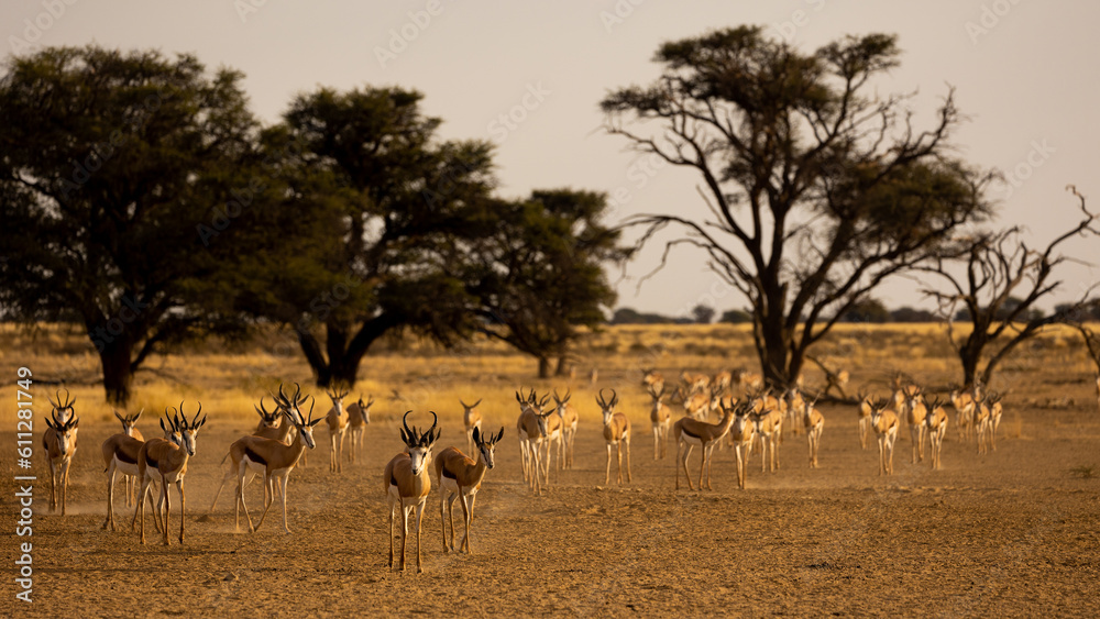 an approaching herd of springbok in the dry season an approaching herd of springbok in the dry season