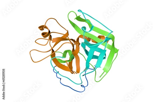 Crystallographic structure of human gamma-thrombin. Ribbons diagram with differently colored protein chains based on protein data bank entry 2nht. 3d illustration photo