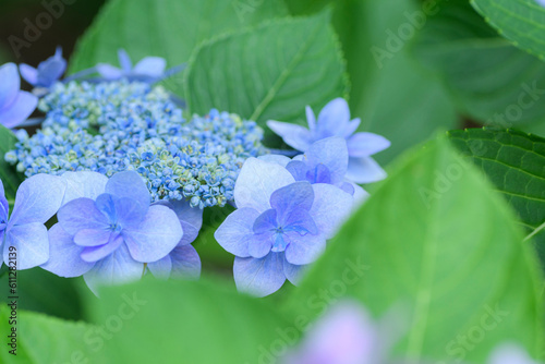 Wallpaper Mural ガクアジサイ Torontodigital.ca