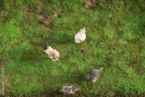 Domestic chickens walk on green grass, top view.