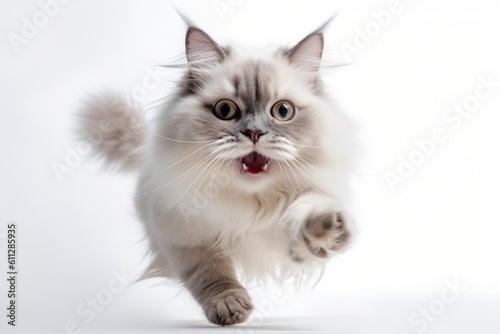 Medium shot portrait photography of a smiling ragdoll cat pouncing against a white background. With generative AI technology