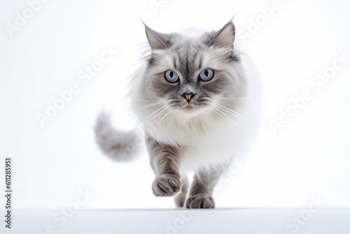 Environmental portrait photography of a curious ragdoll cat running against a white background. With generative AI technology