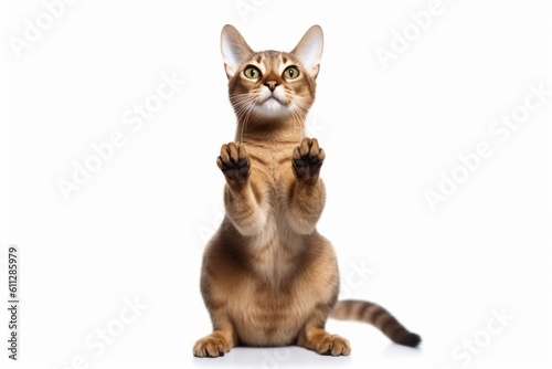 Medium shot portrait photography of a happy abyssinian cat kneading with hind legs against a white background. With generative AI technology