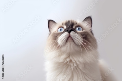 Medium shot portrait photography of a cute ragdoll cat begging for food against a minimalist or empty room background. With generative AI technology