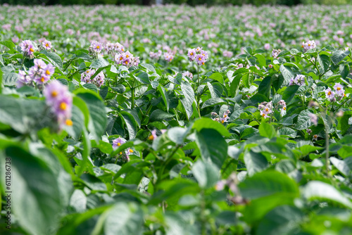Light violet blooming potato flowers with green leaves on a farm field. Green bushes of flowering potatoes. Growing potatoes in the countryside. Blurred background