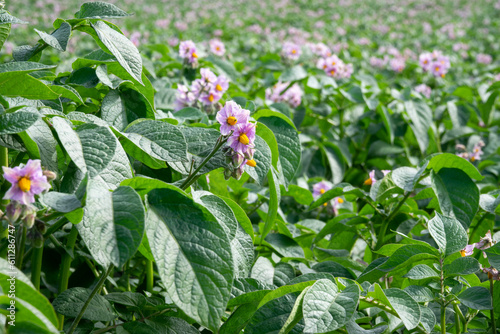 Light violet blooming potato flowers with green leaves on a farm field close-up. Green bushes of flowering potatoes. Growing potatoes in the countryside. Blurred background