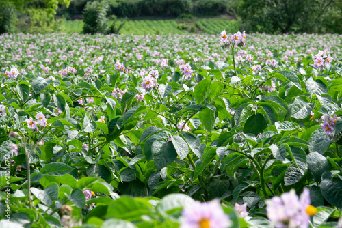 Light violet blooming potato flowers with green leaves on a farm field. Green bushes of flowering potatoes. Growing potatoes in the countryside. Blurred background