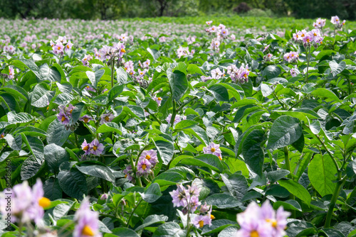Light violet blooming potato flowers with green leaves on a farm field. Green bushes of flowering potatoes. Growing potatoes in the countryside. Blurred background