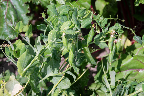 Pods with green peas ripen in a pea field. Pods of young green peas on a stalk in the light of the sun. Blurred background