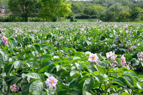 Light violet blooming potato flowers with green leaves on a farm field. Green bushes of flowering potatoes. Growing potatoes in the countryside