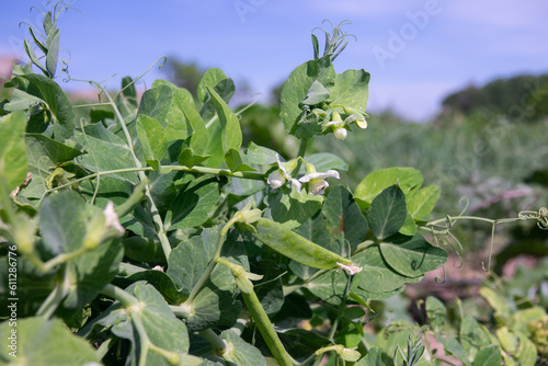 Flowering green peas close-up. Pods with green peas ripen in a pea field. Blurred background