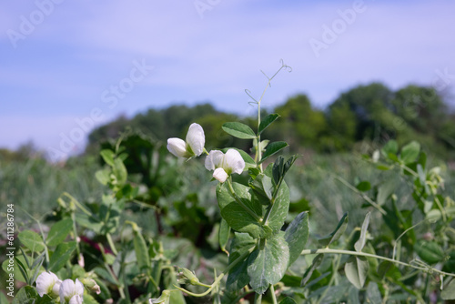Flowering green peas close-up. Pods with green peas ripen in a pea field. Blurred background