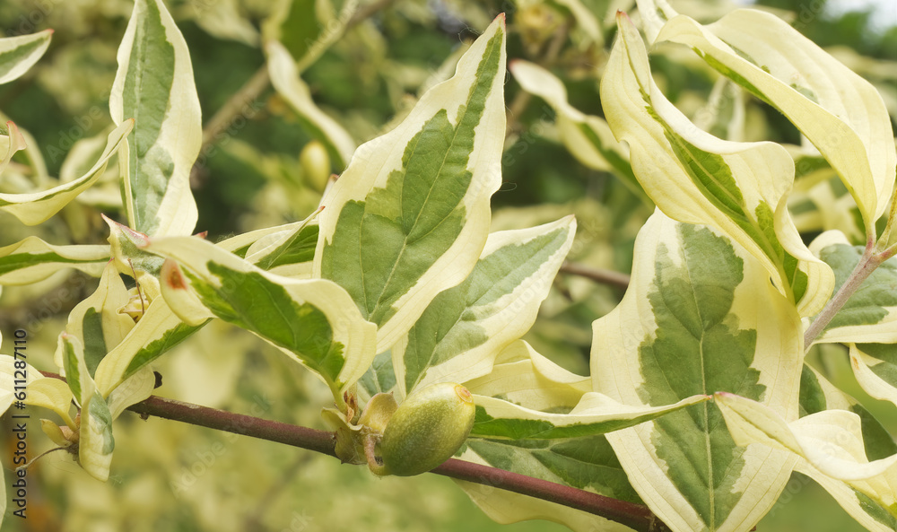 Closeup of a twig of Cornus mas Variegata tree with leaves and still unripe fruit, selective focus. The tree is also known as Cornelian cherry, European cornel or Cornelian cherry dogwood.