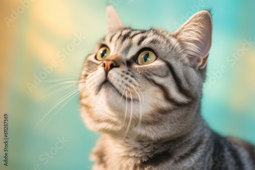 Close-up portrait photography of a curious american shorthair cat playing against a pastel or soft colors background. With generative AI technology