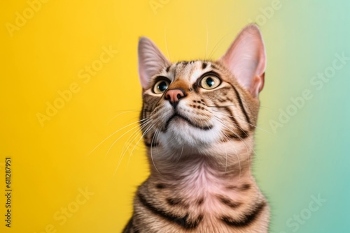 Environmental portrait photography of a funny savannah cat begging for food against a pastel or soft colors background. With generative AI technology