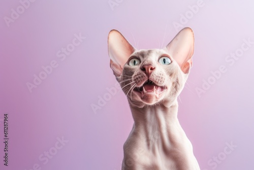 Medium shot portrait photography of a funny peterbald cat paw-licking against a pastel or soft colors background. With generative AI technology © Markus Schröder
