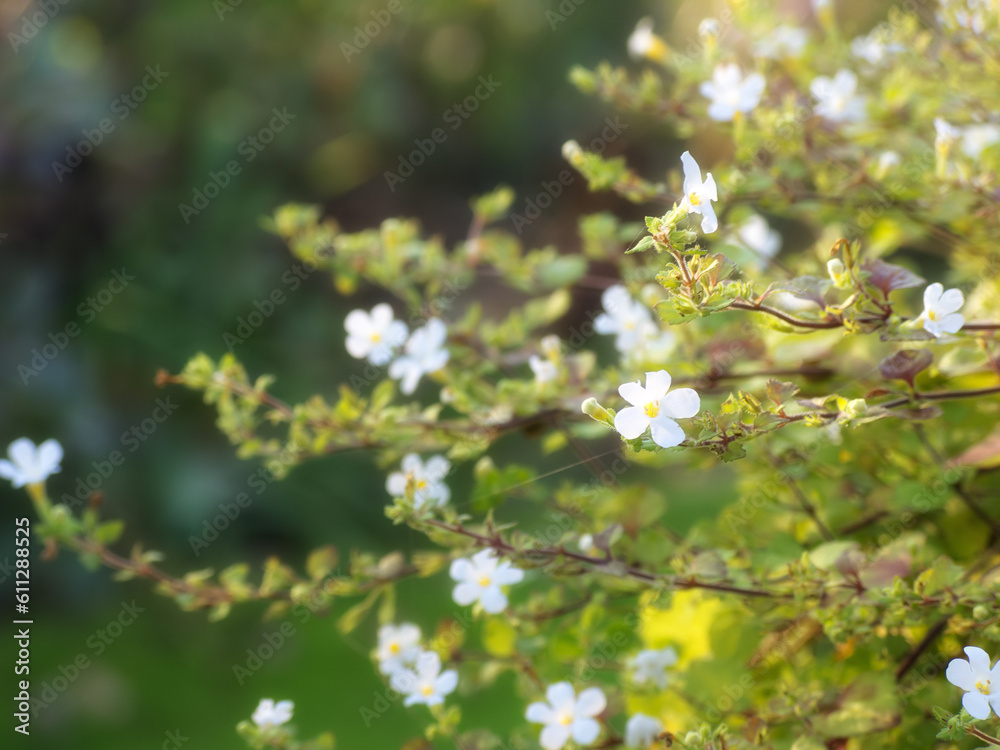 Nature, garden and white flowers in field for natural beauty, spring mockup and blossom. Countryside, plant background and closeup of floral bush for environment, ecosystem and botanical growth Nature, garden and white flowers in field for natural beauty, spring mockup and blossom. Countryside, plant background and closeup of floral bush for environment, ecosystem and botanical growth