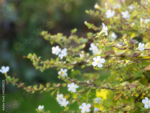 Nature, garden and white flowers in field for natural beauty, spring mockup and blossom. Countryside, plant background and closeup of floral bush for environment, ecosystem and botanical growth